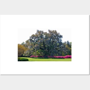 Airlie Oak In The Spring Posters and Art